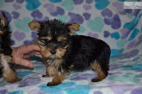 free yorkie puppies in springfield mo